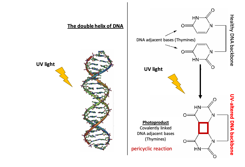 What happens if UV radiation hits DNA?